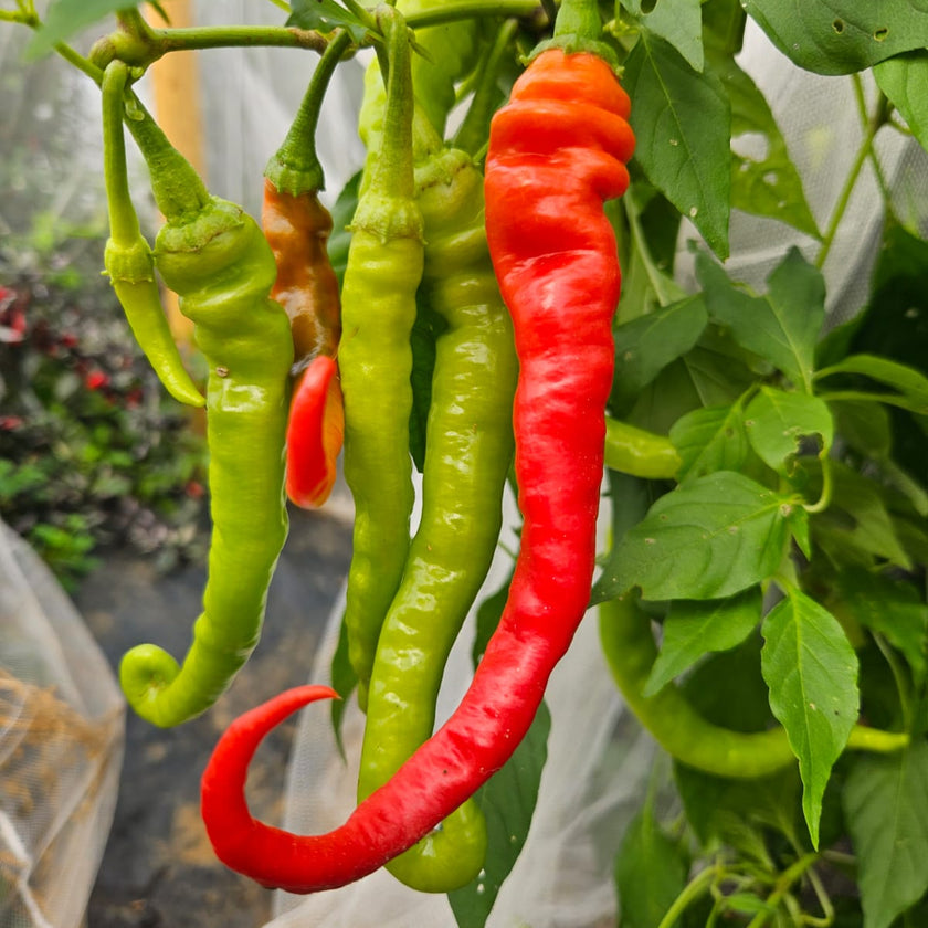 Set of 3 Pepperoncini Seedlings - Buy Now!