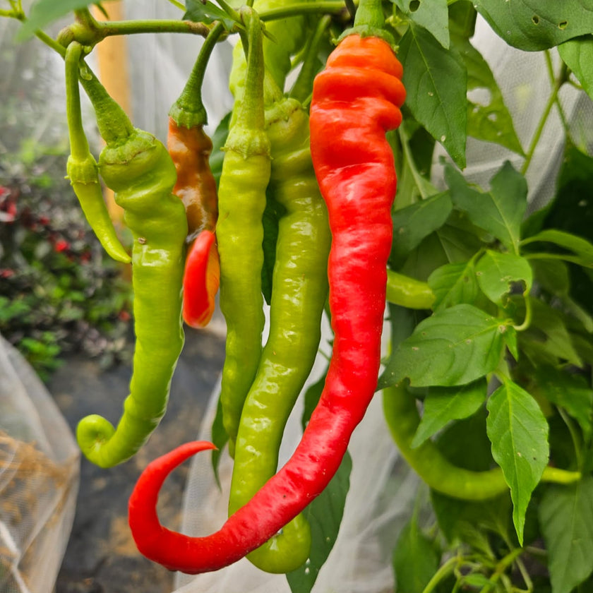 Pepperoncini Chilli Seeds (Heatless)