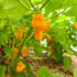 Trinidad Perfume Chilli Seeds