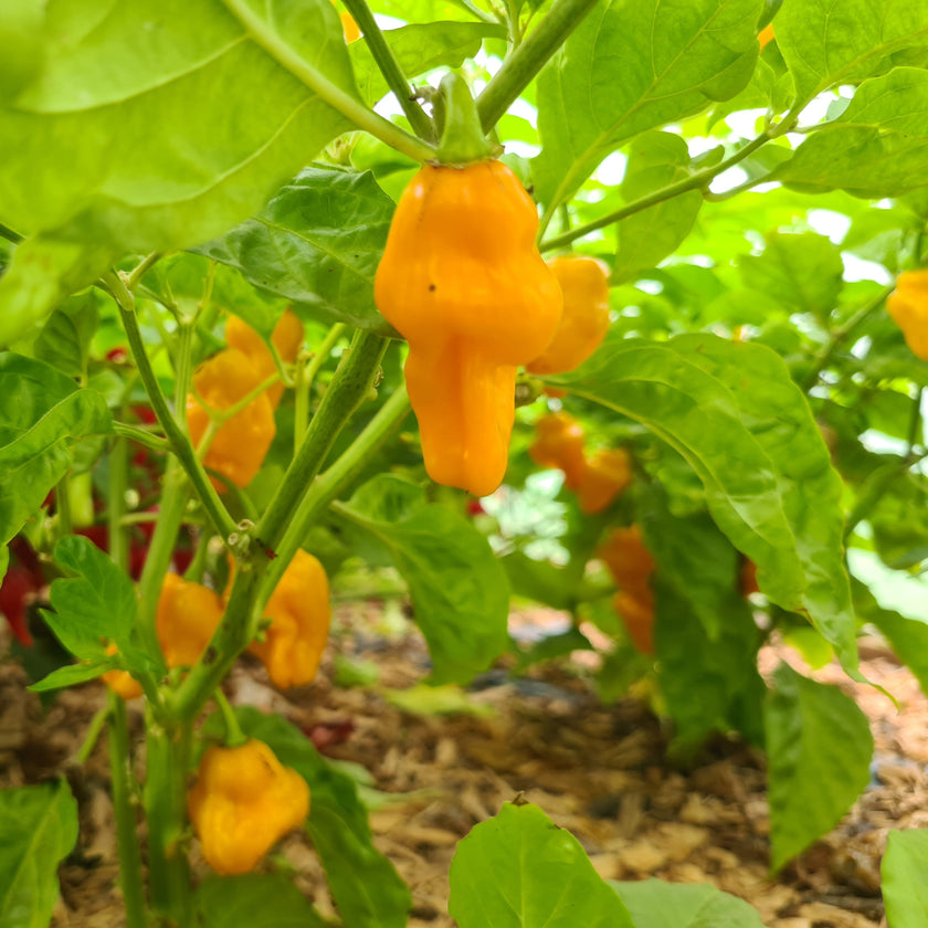 Trinidad Perfume Chilli Seeds