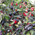 Peruvian Purple Chilli Seeds