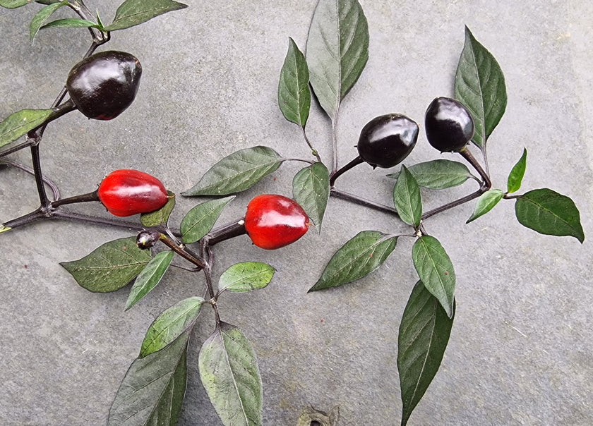 Peruvian Purple Chilli Seeds
