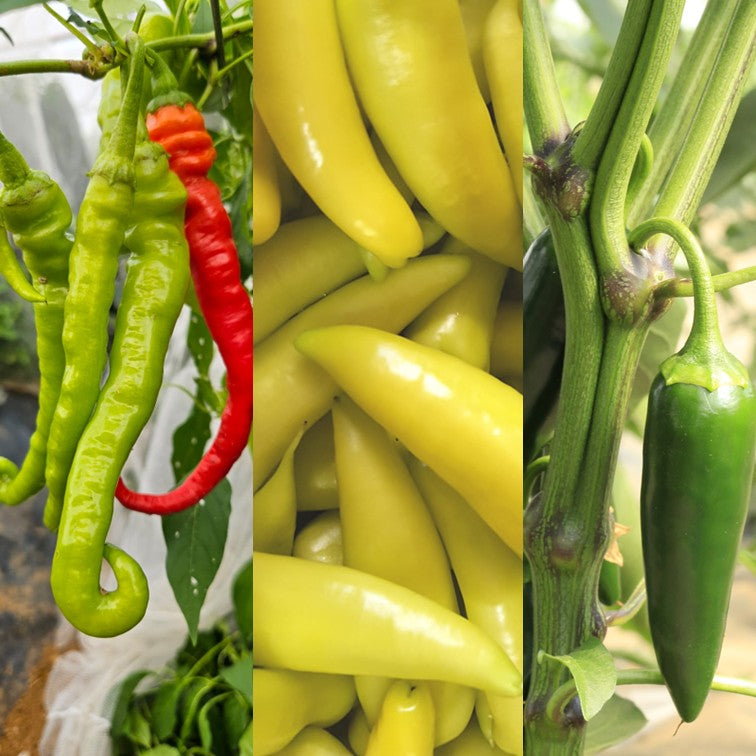 Pickling Trio (Pre-order)
