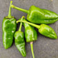 Set of 3 Pimiento de Padron Seedlings - PRE ORDER FOR 2025