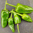 Pimiento de Padron 1 Litre Pot Plant - Pre-Order Now!
