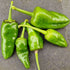 Pimientos de Padron Chilli Seeds