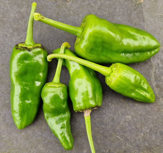 Pimientos de Padron Chilli Seeds