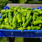Set of 3 Pimiento de Padron Seedlings - Pre-Order Now!
