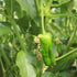 Pimientos de Padron Chilli Seeds