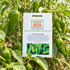 Pimientos de Padron Chilli Seeds