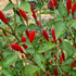 Piri Piri Sauce