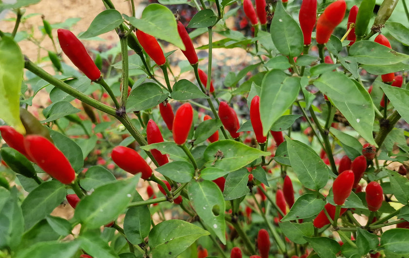 Piri Piri Sauce