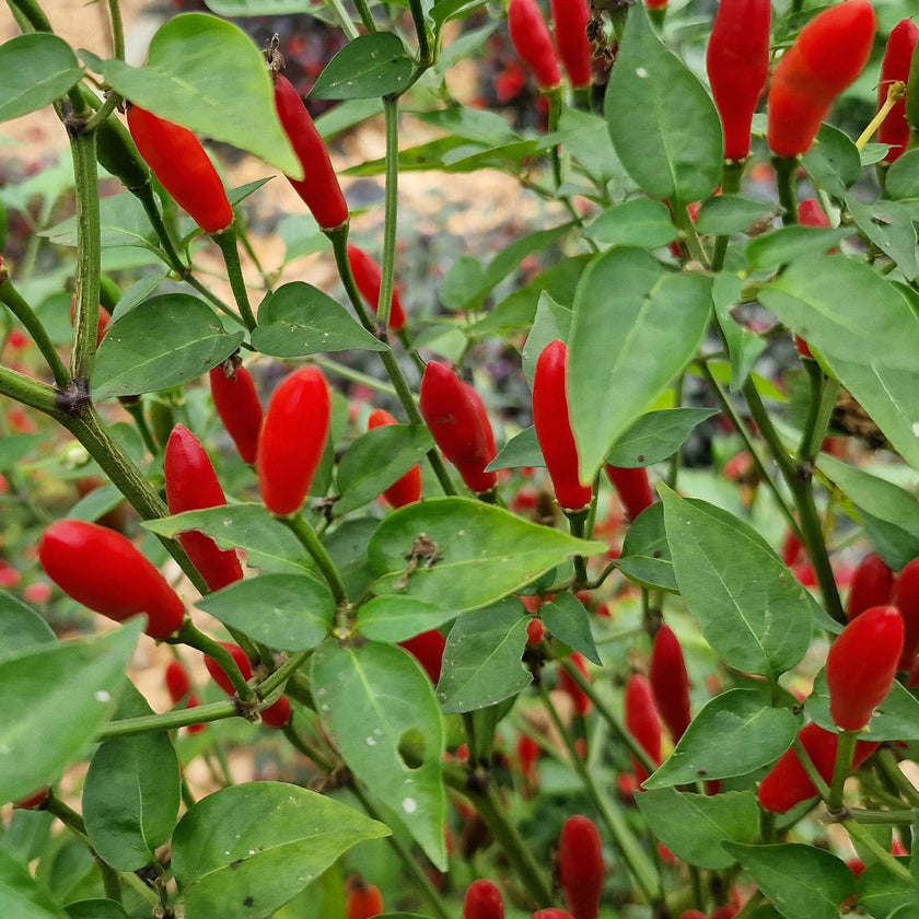 Piri Piri Chilli Seeds