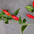 Piri Piri Chilli Seeds