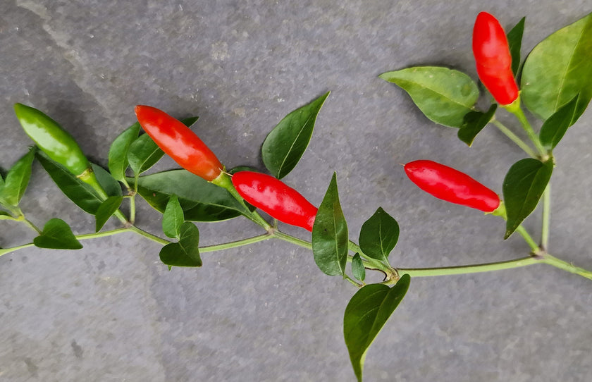 Piri Piri Chilli Seeds