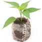Set of 3 Trinidad Scorpion Seedlings - Pre-Order Now!