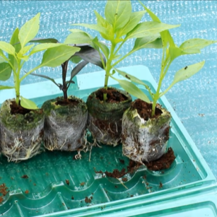Mix'n'match Seedling Multipack (Pre-order)