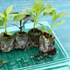 Mix'n'match Seedling Multipack (Pre-order)