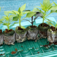 Stunning Six Seedling Set - PRE ORDER FOR 2024