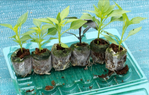 Set of 3 Bhut Jolokia Seedlings - PRE ORDER FOR 2025