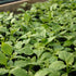 Mix'n'match Seedling Multipack (Pre-order)