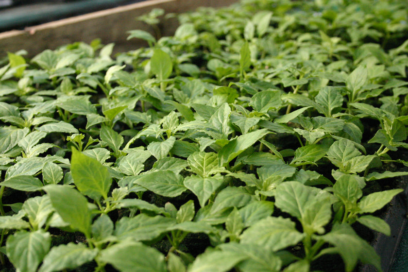 Mix'n'match Seedling Multipack (Pre-order)
