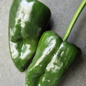 Poblano Chilli Seeds