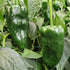 Poblano Plant
