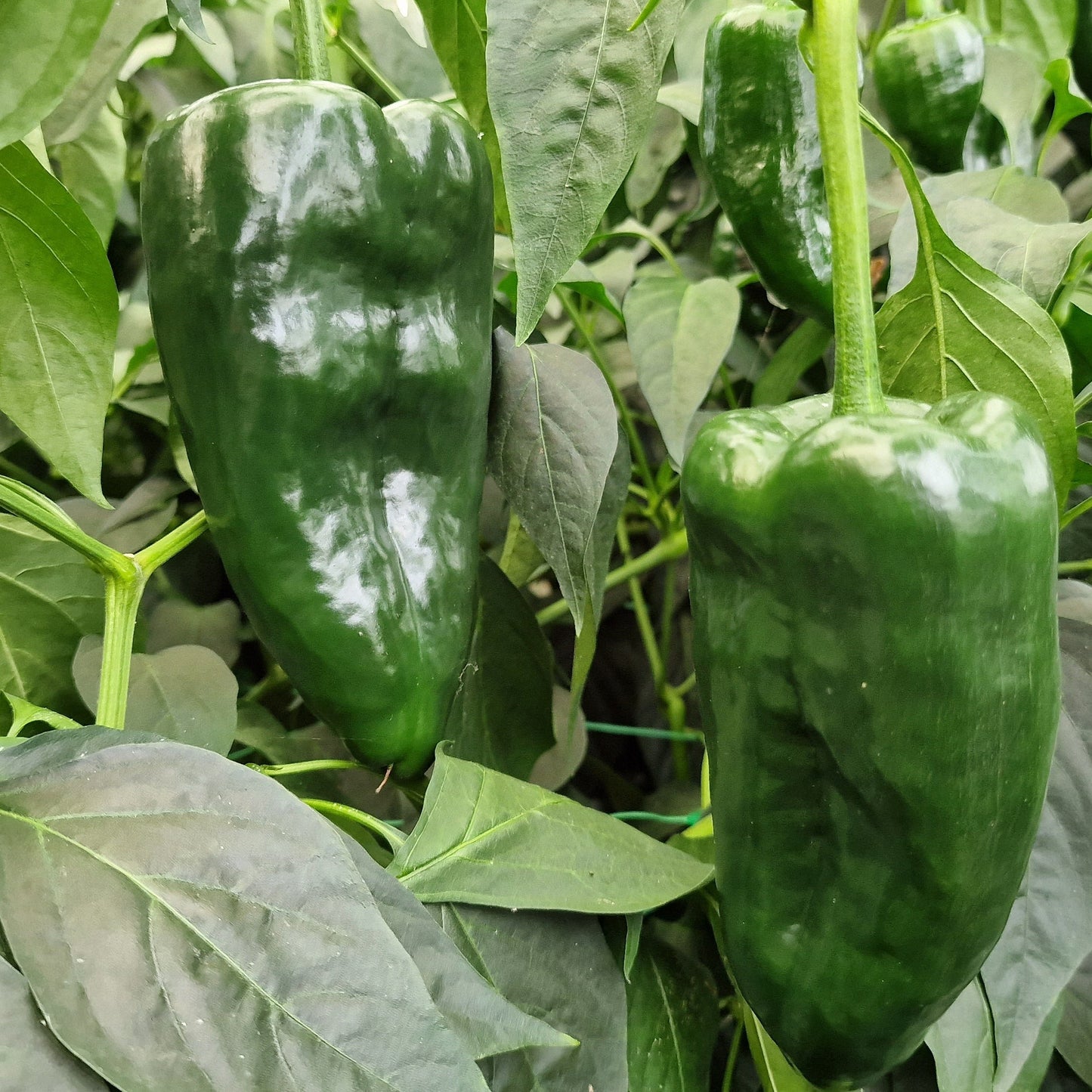 Set of 3 Poblano Seedlings - PRE ORDER FOR 2025