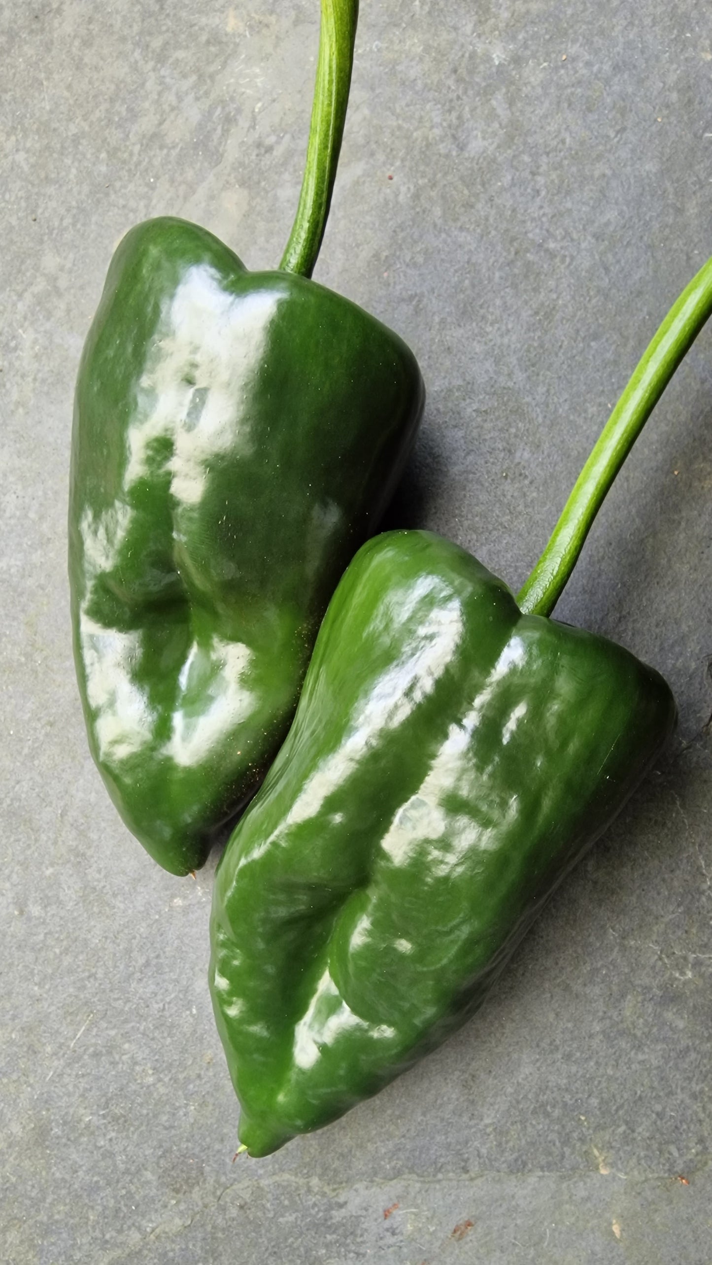 Fresh Poblano Chillies (2 fruits)