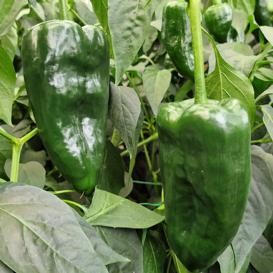 Fresh Poblano Chillies (2 fruits)