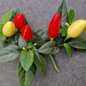 Prairie Fire Chilli Seeds