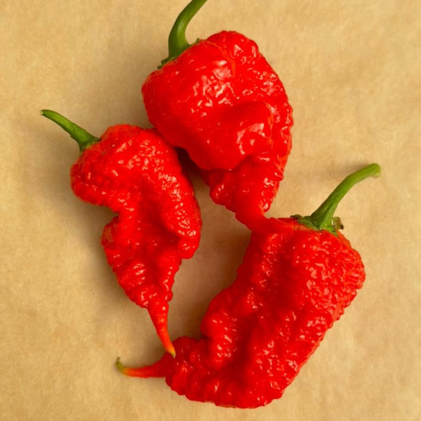 Red Primotali Chilli Seeds