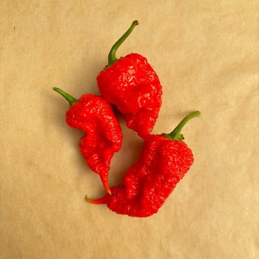 Set of 3 Red Primotali Seedlings - Pre-Order Now!