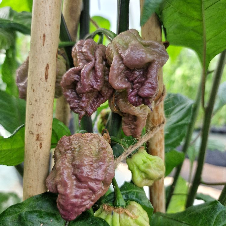 Purple Death Chilli Seeds