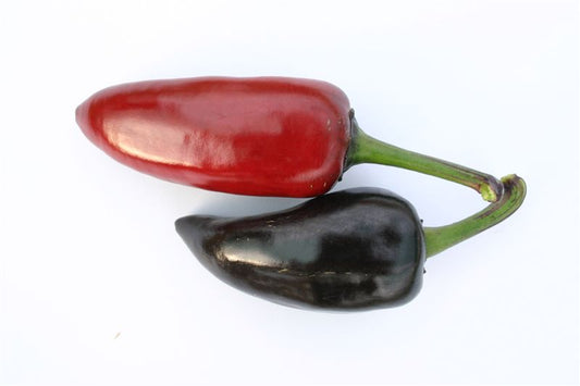 Purple Jalapeno 1 Litre Pot Plant - Pre-Order Now!