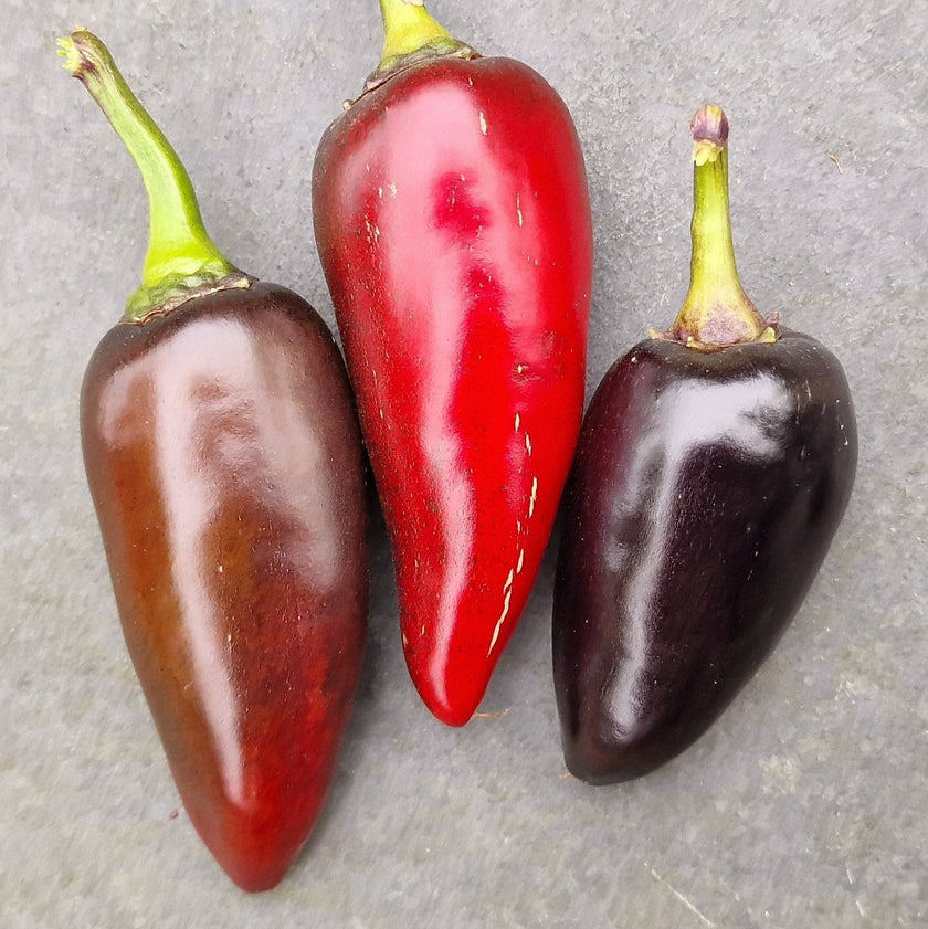 Purple Jalapeño 1 Litre Pot Plant