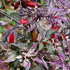 Purple Tiger Chilli Seeds