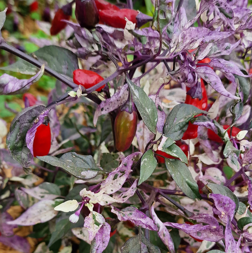 Purple Tiger Chilli Seeds