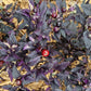 Purple Flash 1 Litre Pot Plant - Pre-Order Now!