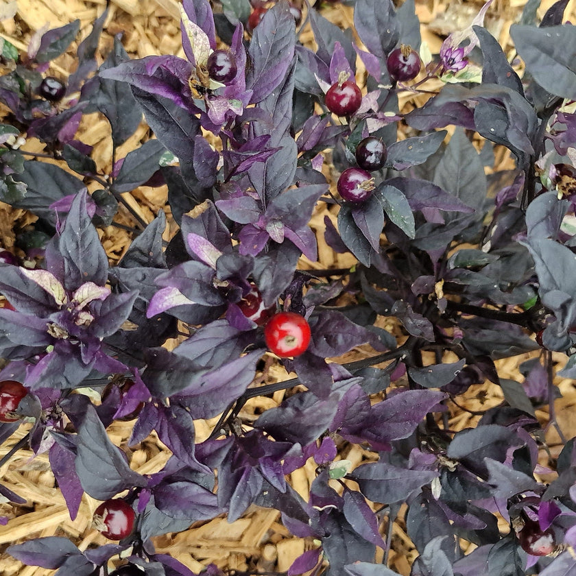 Set of 3 Purple Flash Seedlings - Buy Now!