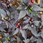Purple Flash Chilli Seeds