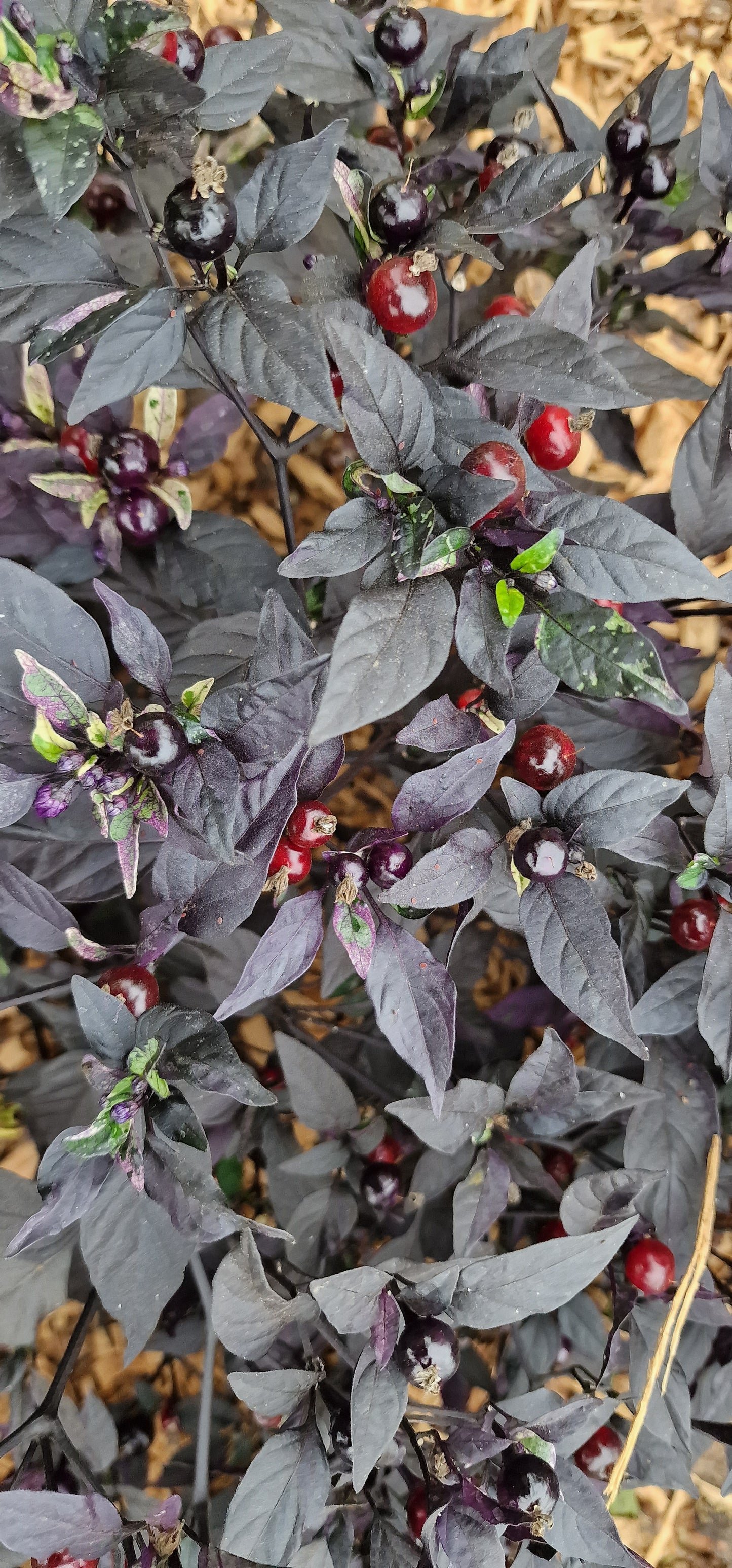 Purple Flash Chilli Seeds