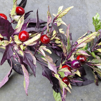 Set of 3 Purple Flash Seedlings - Buy Now!