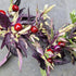 Set of 3 Purple Flash Seedlings - Buy Now!