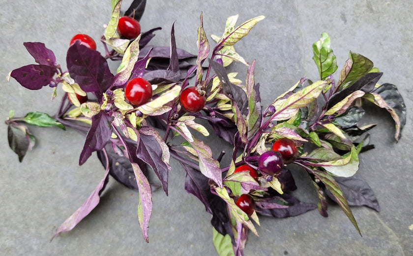 Set of 3 Purple Flash Seedlings - Buy Now!