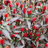 Purple Princess Chilli Seeds
