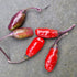 Purple Tiger 1 Litre Pot Plant - Pre-Order Now!