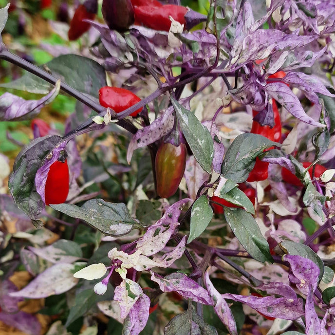 purple tiger plant 