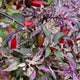 purple tiger plant 